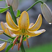 Mrs. R. O. Backhouse - floret